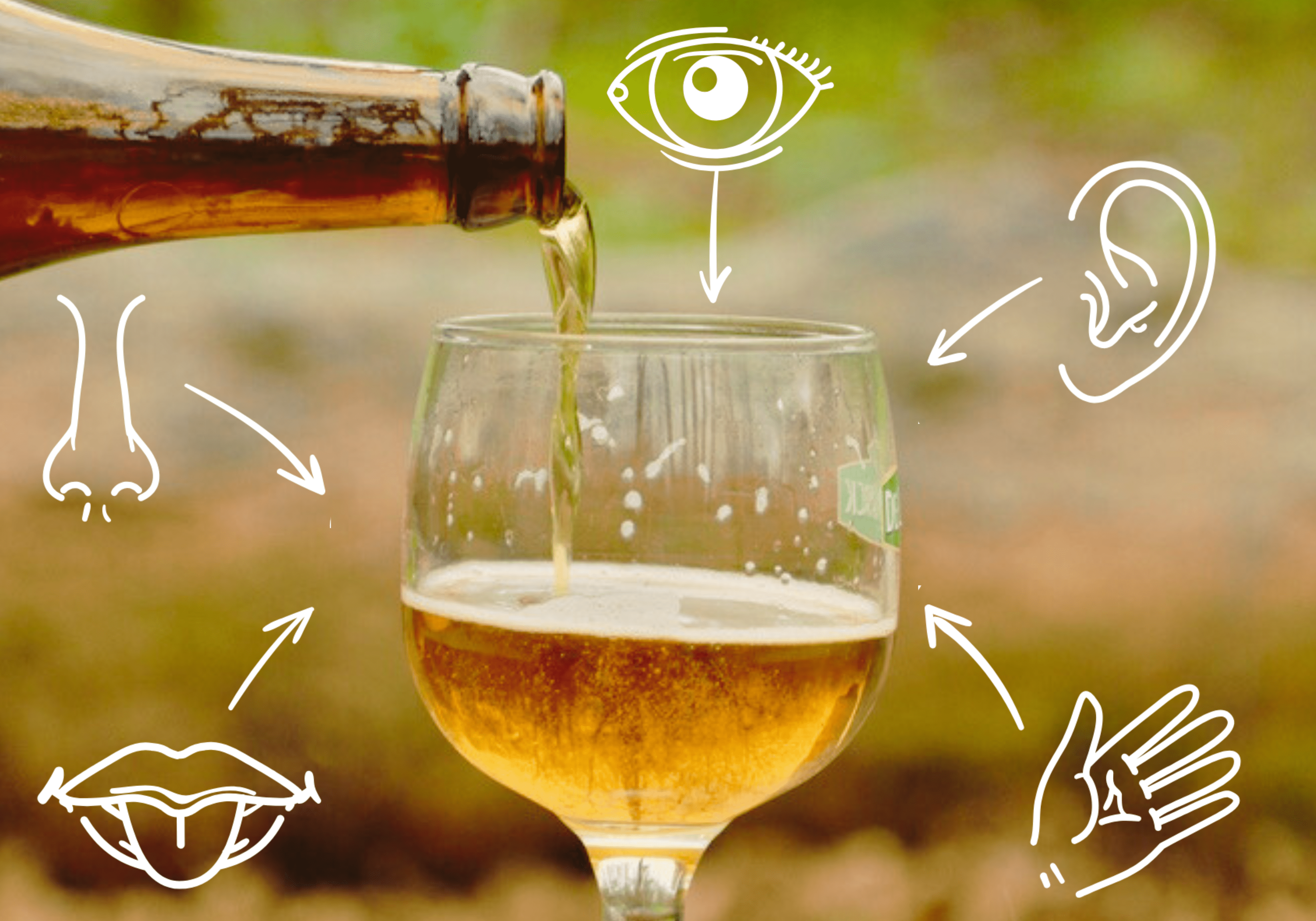 Box Babine bières belges sans alcool